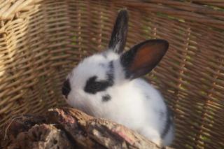 Tiny House in Nabegg - 4