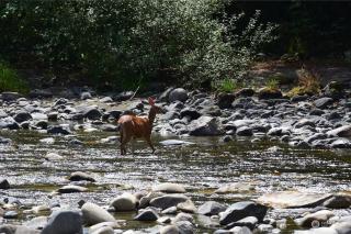 Riverfront getaway with sauna near mountains and hiking - 1