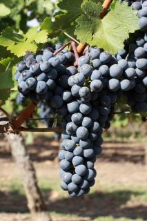 Le Loft - Château Le Noble - 5