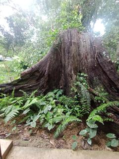 My home Koh kood 2 - 6