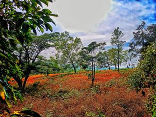 Heavenly nature's stay Coorg - 6