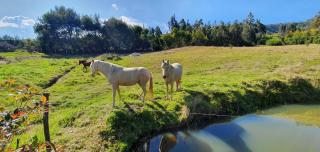 Casa en el Árbol - Suesca - 8