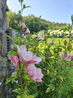 Le Clos du Cerf - Silence & nature - 4