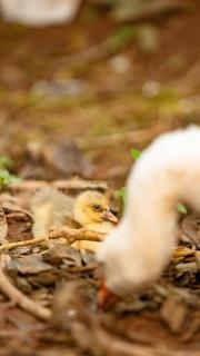 Eagle View Farm & Lake Retreat - 6