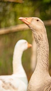 Eagle View Farm & Lake Retreat - 3