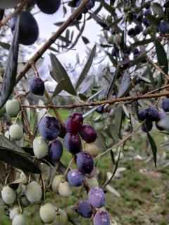 Poggio La Grognola - 7