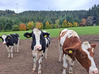 Erlebe Ruhe & Natur - idyllischer Schwarzwaldbauernhof - 3