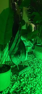 Nid d amour IndoneZen Balneo & table de massage - Saint-Nicolas-de-la-Grave - 1