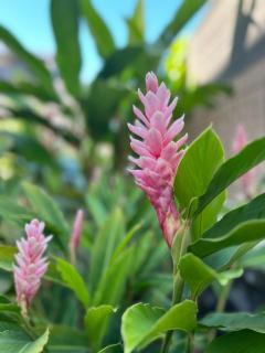 La parenthèse tropicale - 9