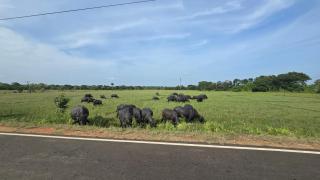 Green cabin mihintale - 1