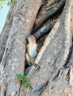 Green Paradise Cottage Udawalawa - 3