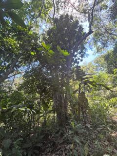 Sítio com piscina natural Cachoeiras de Macacu - 7