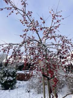 Bij de Vlaamse Schuur - 8