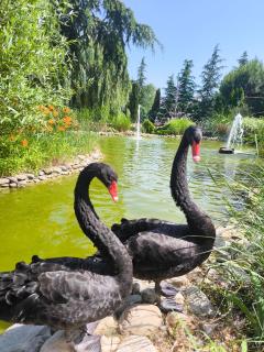 Cascadas, Studio apartment with a pool view - 5