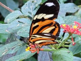 Sitio Charmoso nas Montanhas Capixabas - 1