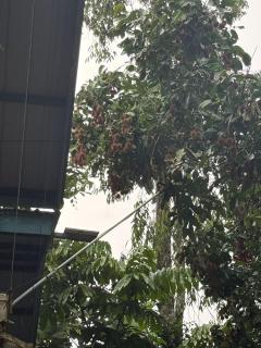 Win Melangkap Homestay Kota Belud - 3