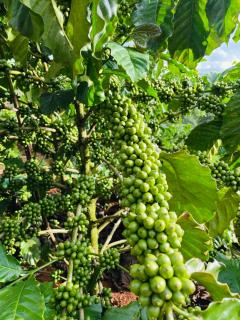 Private touring from Ho Chi Minh to Central Highland by Car for exploring local culture - 4