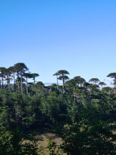 Como florcita en la mata - 2