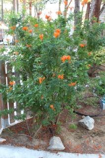 Résidence Tramariccia - 3