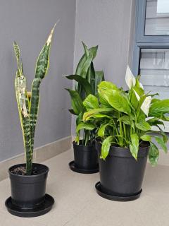 Zeeluli Mbabane CBD Apartments - 8