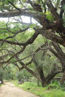 Walawwatta Villa & Cottage - 9