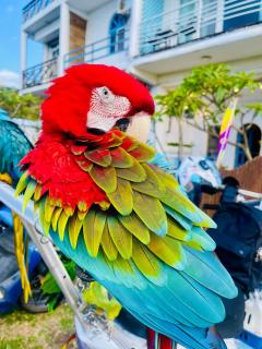 海洋玫瑰海景民宿 - 5