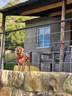 Springwater Cottages - 6