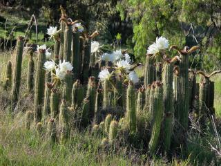 Springwater Cottages - 4