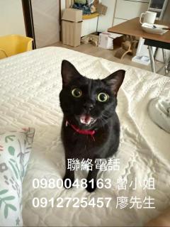 偶爾遇見貓 靜巷舒適 好停車 share room - 9