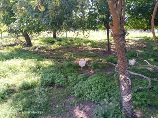 Fewo Zur Windmühle - 1