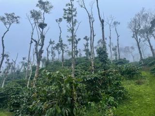 Coffee Mist Retreat - 3