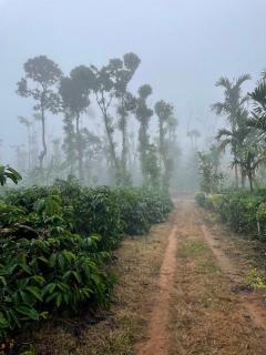 Coffee Mist Retreat - 1