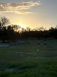 Goba Lodge & Rest Camp - 7