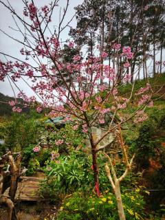 Nhà gỗ Ngỏ Nhỏ - 2