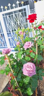 Minny house Home stay - 6