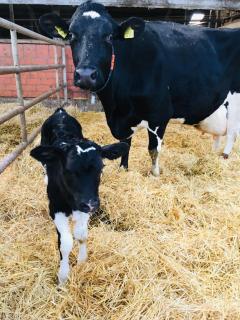 OG-Wohnung 1 Bauernhof Steffens direkt an SPO - 4