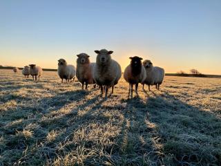 OG-Wohnung 1 Bauernhof Steffens direkt an SPO - 2