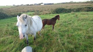Peaceful Haven on the Wild Atlantic Way - 3