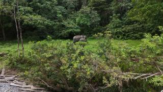 Green Forest Tangkahan - 8