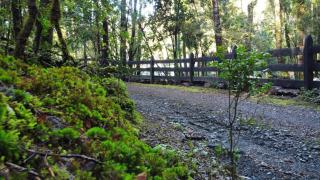 Bosque nativo a 10 min Termas Geométricas y Playa - 2