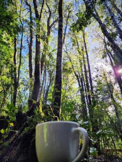 Bosque nativo a 10 min Termas Geométricas y Playa - 8