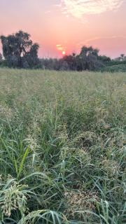 Al Ghaith Resort - 8