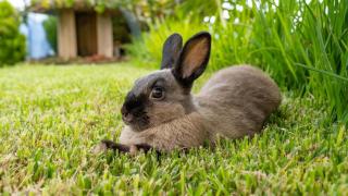 The Goat's Place - 3