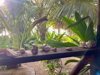 Ushongo Beach Bandas - 1