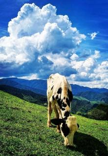 Yellow House Santa Clara - 6