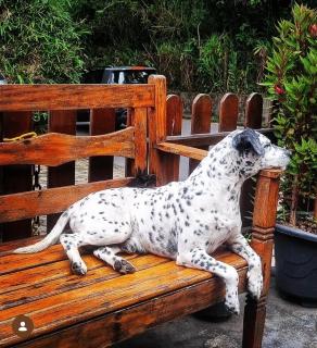 Yellow House Santa Clara - 8