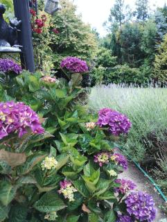 Cabaña Petalos Villarrica bungalows 3 personas - 6