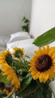 Casa Alquimia La Cabaña - 4