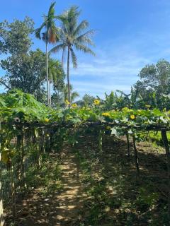 HanaHihi Countryside view Homestay - 6