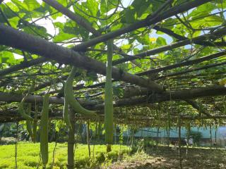 HanaHihi Countryside view Homestay - 4